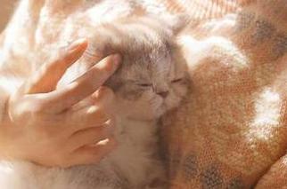 Curiositykilledthecat—黑料网官网里的“.”究竟有什么玄机！